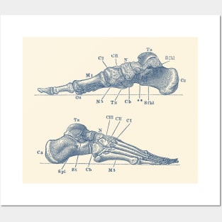 Skeletal Foot Diagram - Dual View - Anatomy Print Posters and Art